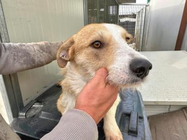 ROSARIA - so eine nette Hündin