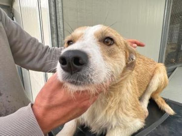 ROSARIA - so eine nette Hündin