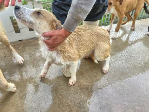 ROSARIA - so eine nette Hündin