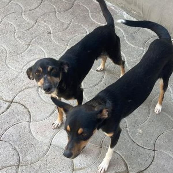 Liana - zarte schüchterne Seele