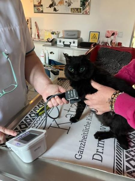 Sehr liebe, blinde Yazz !