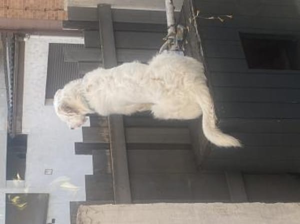 Merlino:großer Hund mit großem Herz-