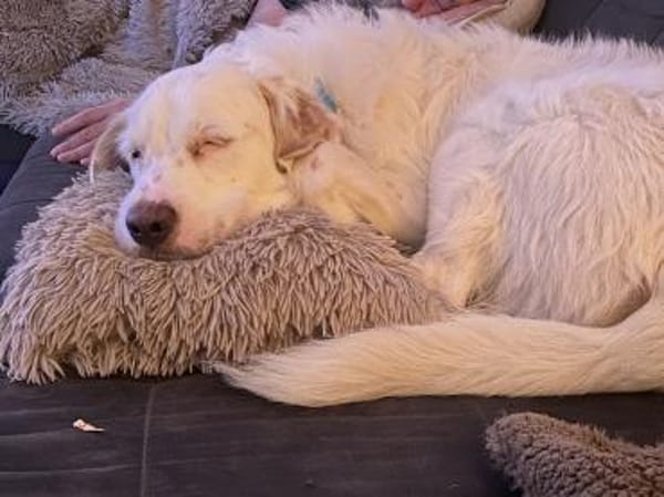 Merlino:großer Hund mit großem Herz-