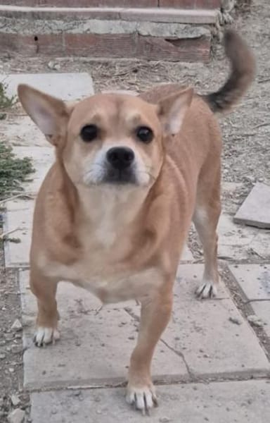 kleinr Goku hat seinen Menschen verloren