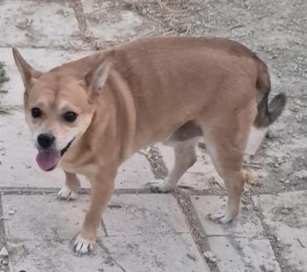 kleinr Goku hat seinen Menschen verloren