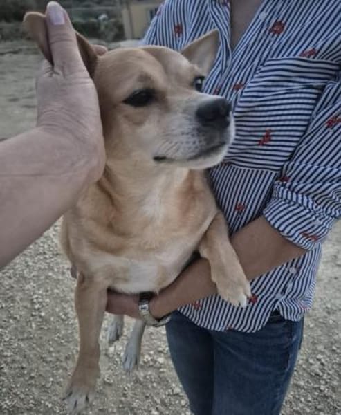 kleinr Goku hat seinen Menschen verloren