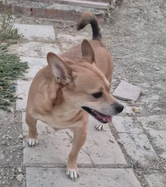 kleinr Goku hat seinen Menschen verloren