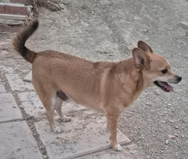 kleinr Goku hat seinen Menschen verloren