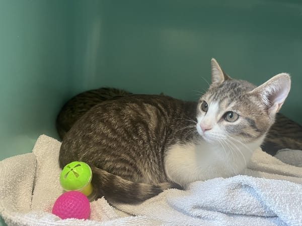 TIGROU (en cours d'adoption)