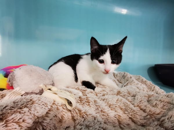 Simba (en cours d'adoption)