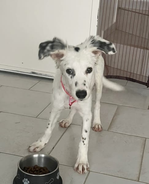 ALMA, chiot femelle Berger Créole