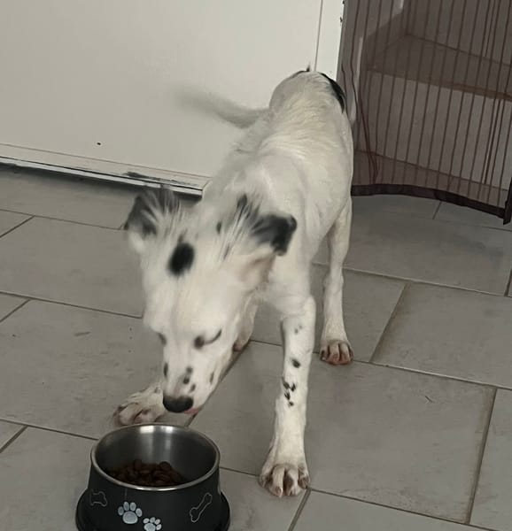 ALMA, chiot femelle Berger Créole