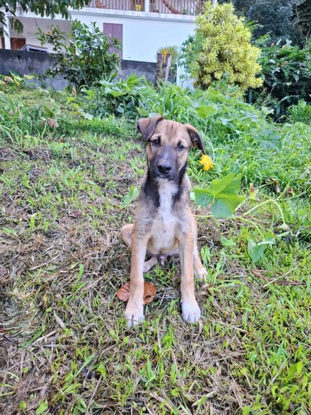 SANJEE, chiot Berger Créole mâle