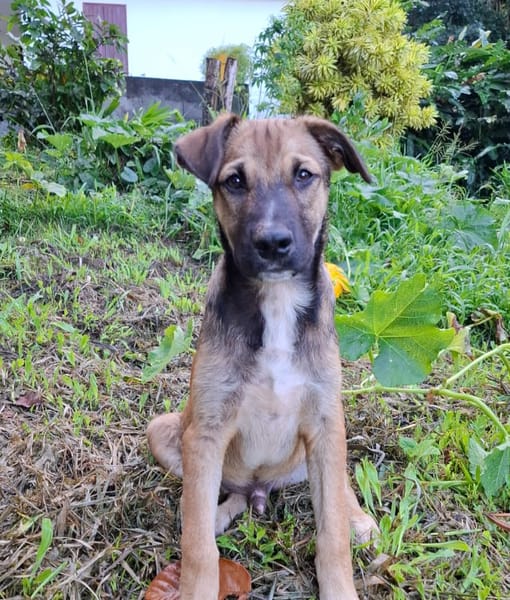 SANJEE, chiot Berger Créole mâle