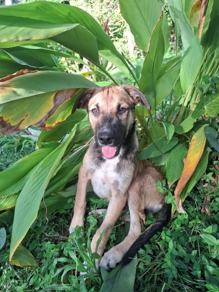 SANJEE, chiot Berger Créole mâle