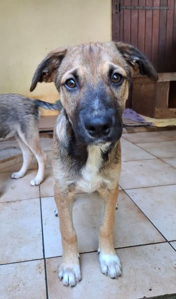 SANJEE, chiot Berger Créole mâle