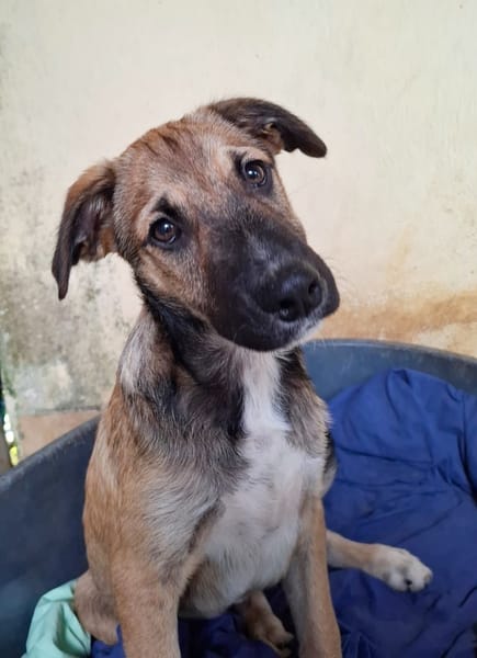 SANJEE, chiot Berger Créole mâle