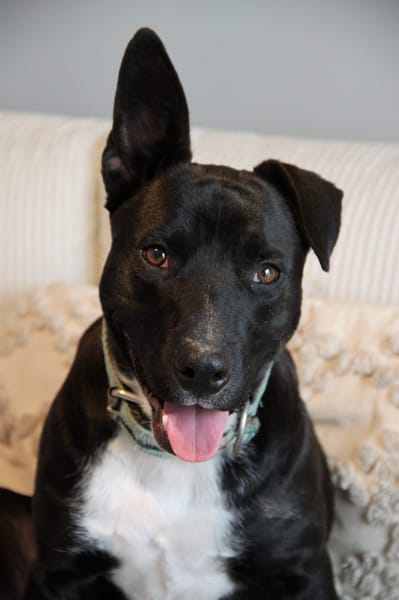 TILOUP Croisé Labrador