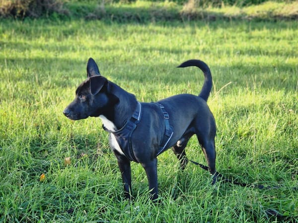 TILOUP Croisé Labrador