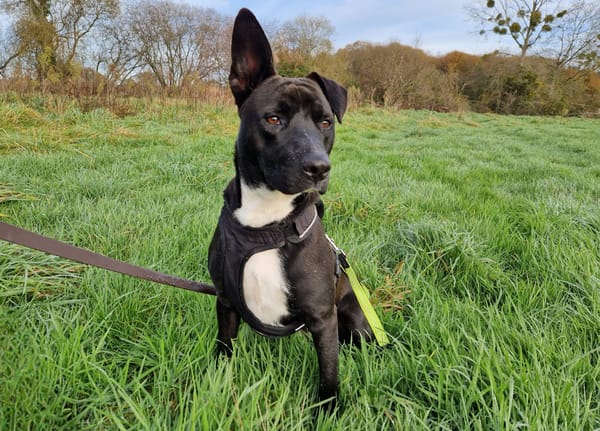 TILOUP Croisé Labrador