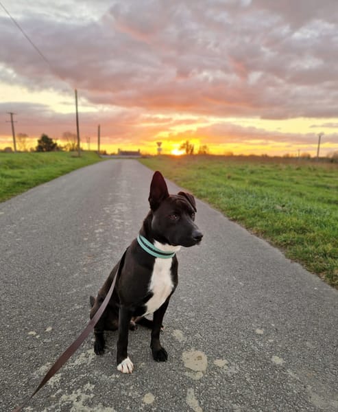 TILOUP Croisé Labrador
