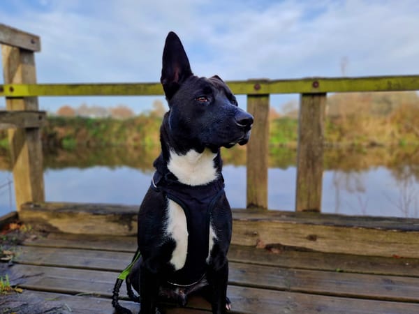 TILOUP Croisé Labrador