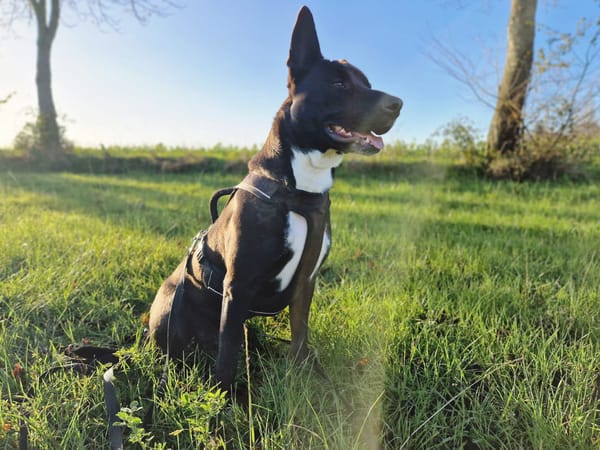 TILOUP Croisé Labrador