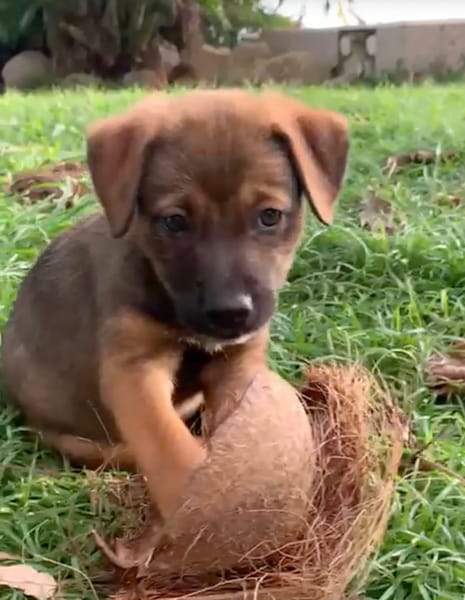 MAUI, chiot Berger Créole femelle