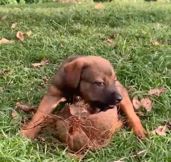 MAUI, chiot Berger Créole femelle