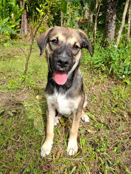 NAMY, chiot Berger Créole femelle