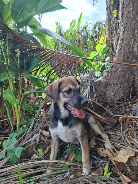 NAMY, chiot Berger Créole femelle