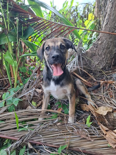 NAMY, chiot Berger Créole femelle