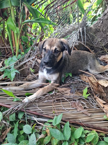 NAMY, chiot Berger Créole femelle