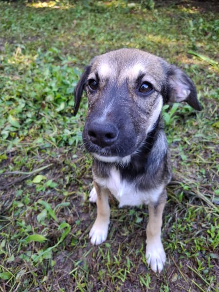NAMY, chiot Berger Créole femelle
