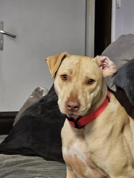 PHOENIX Croisée Labrador Femelle junior