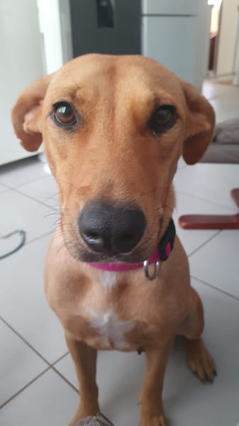 BULMA, Femelle junior Berger Créole