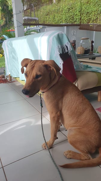 BULMA, Femelle junior Berger Créole