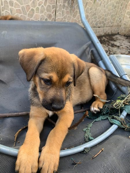 MOANA, chiot Berger Créole femelle