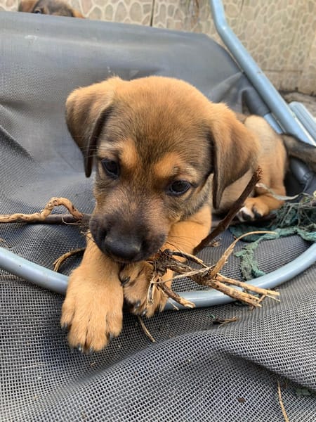 MOANA, chiot Berger Créole femelle