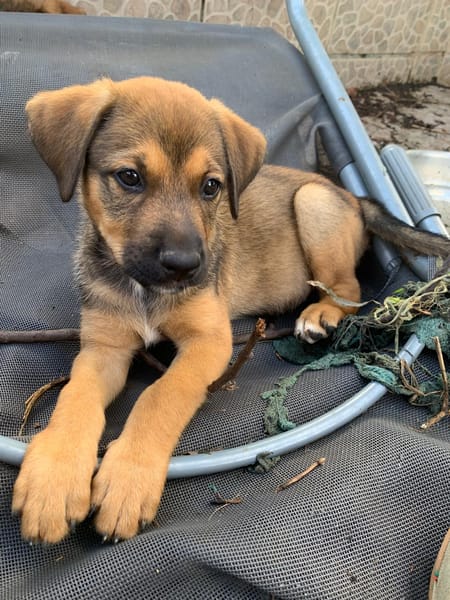 MOANA, chiot Berger Créole femelle