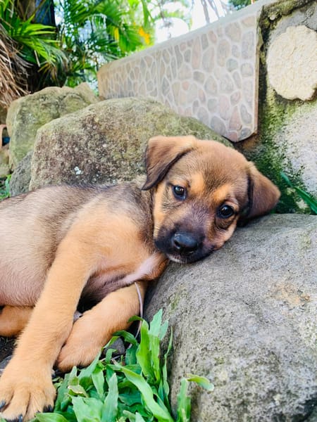 MOANA, chiot Berger Créole femelle