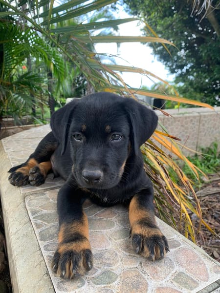 NEVIS, chiot Berger Créole mâle