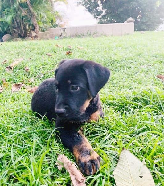 NEVIS, chiot Berger Créole mâle