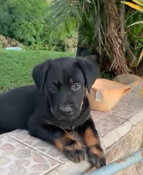 NEVIS, chiot Berger Créole mâle
