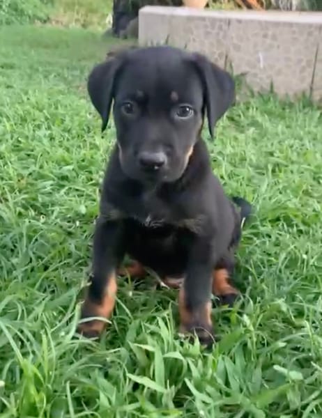 NEVIS, chiot Berger Créole mâle