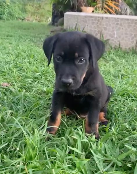 NEVIS, chiot Berger Créole mâle