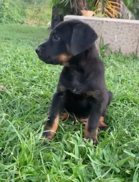 NEVIS, chiot Berger Créole mâle