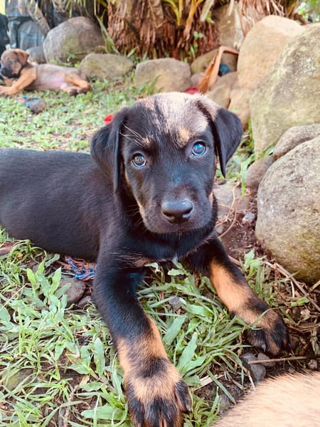 NEVIS, chiot Berger Créole mâle
