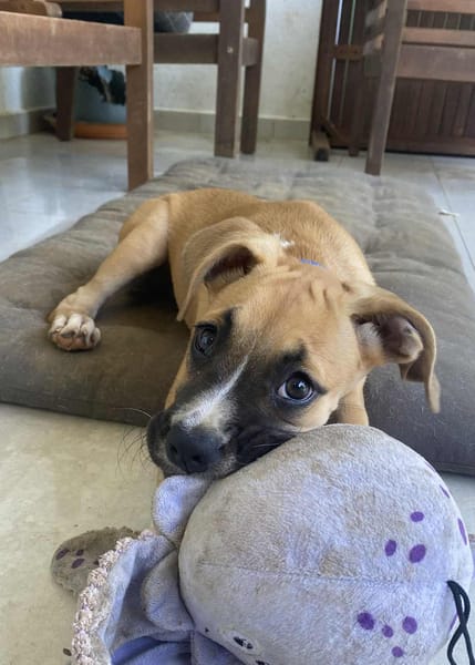 ARLEY, chiot femelle croisé Boxer