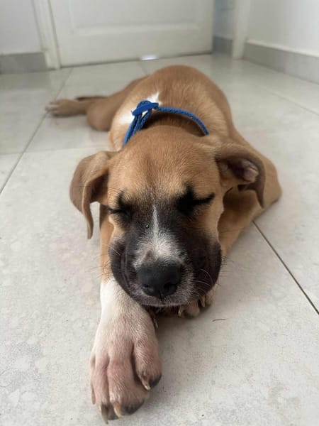 ARLEY, chiot femelle croisé Boxer